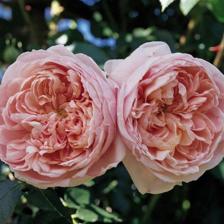 Rosa 'Meiroupis'  - Bloomables® Colette™ Climbing Rose