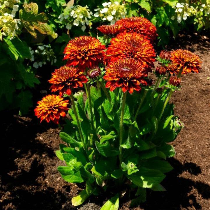 Rudbeckia hirta ‘Holtsosis851’  - Solar Sisters™ Black-eyed Susan
