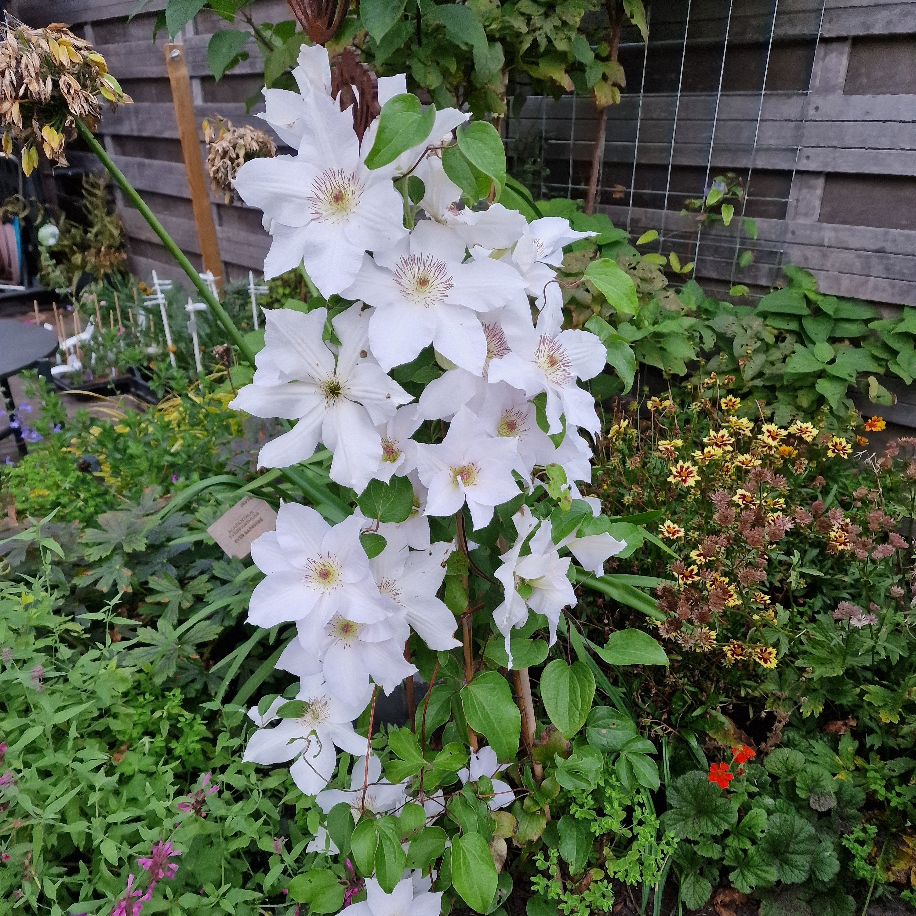 Clematis 'EviGsy153'  - Guernsey Flute™ Clematis