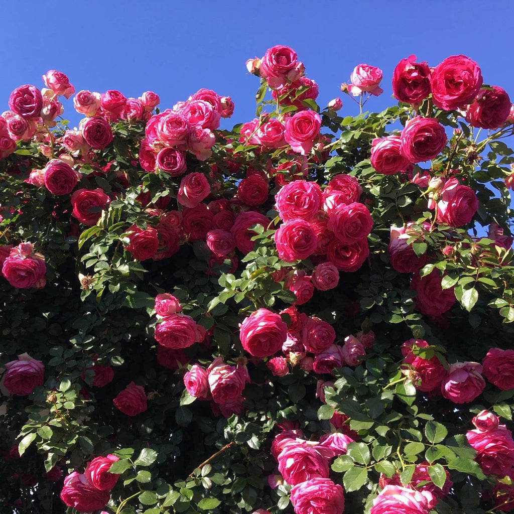 Rosa 'Margaret Mae' PP 20,953  - Eden Climber® Pretty in Pink Rose
