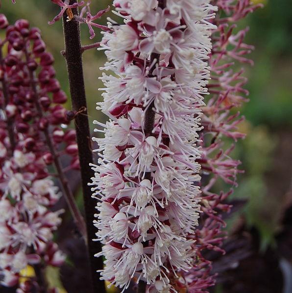 Actaea simplex 'Brunette'  - Brunette Bugbane, Cohosh