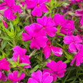 Phlox subulata 'Spring Hot Pink'  - Spring Hot Pink Creeping Phlox