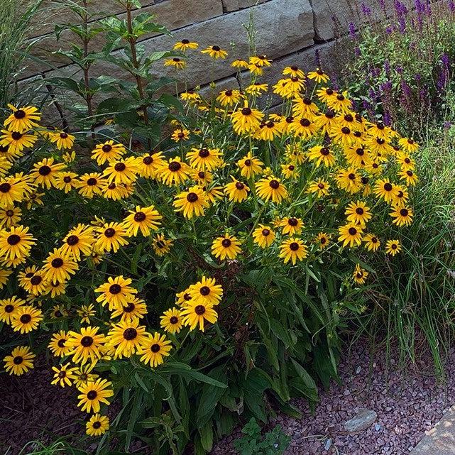 Viette's Little Suzy Black-Eyed Susan (Rudbeckia) — Dwarf Native Perennial