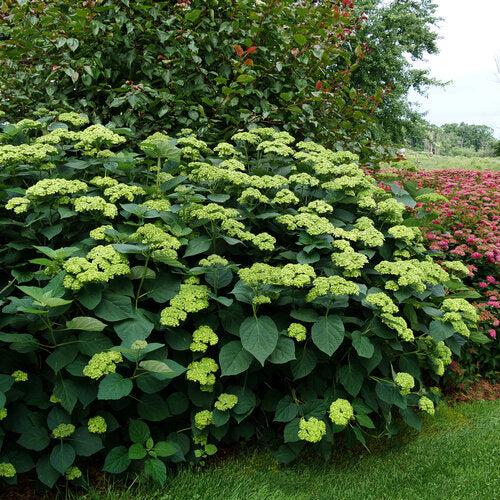 Hydrangea arborescens 'SMNHRL' PP34,418  - Invincibelle Sublime™ Smooth Hydrangea