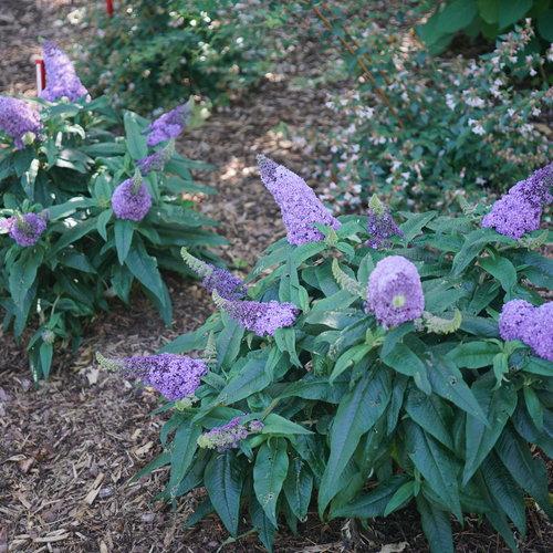 Buddleia x 'SMNBDL'  - Pugster® Amethyst Butterfly Bush