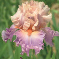 Iris germanica 'Discovered Treasure'  - Discovered Treasure Bearded Iris