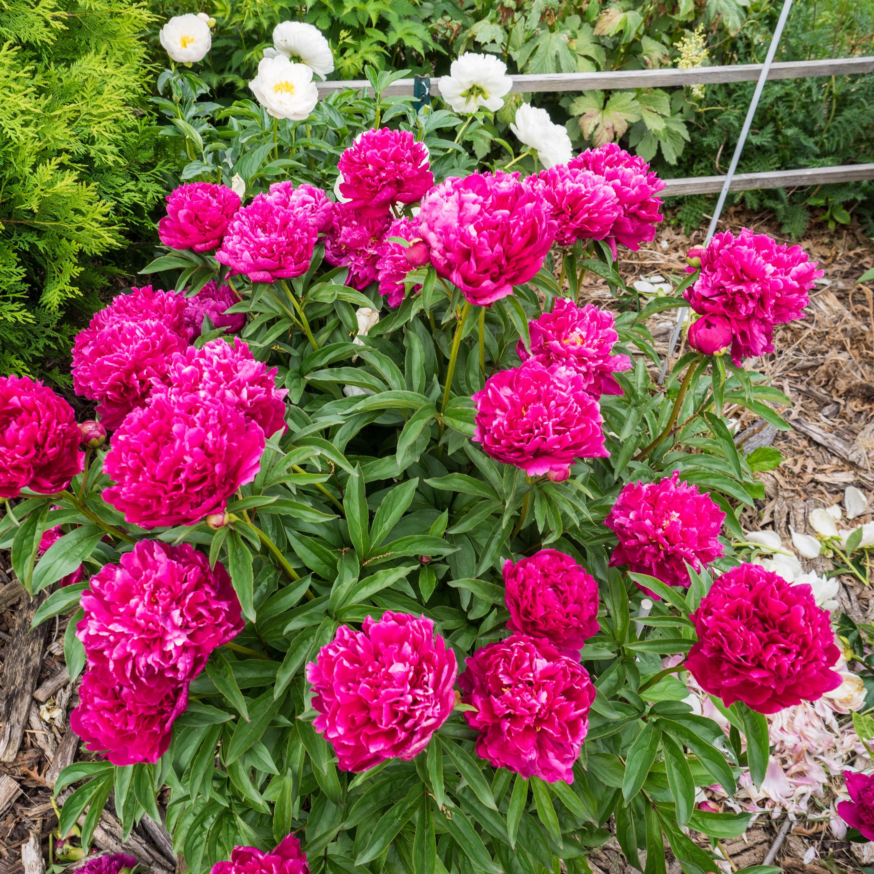 Paeonia lactiflora 'Kansas'  - Kansas Peony