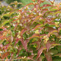 Diervilla 'G2X88544'  - Kodiak® Orange Honeysuckle