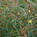 Lysimachia lanceolata 'Burgundy Mist'  - Burgundy Mist Loosestrife