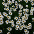 Nipponanthemum niponicum  - Nippon Daisy
