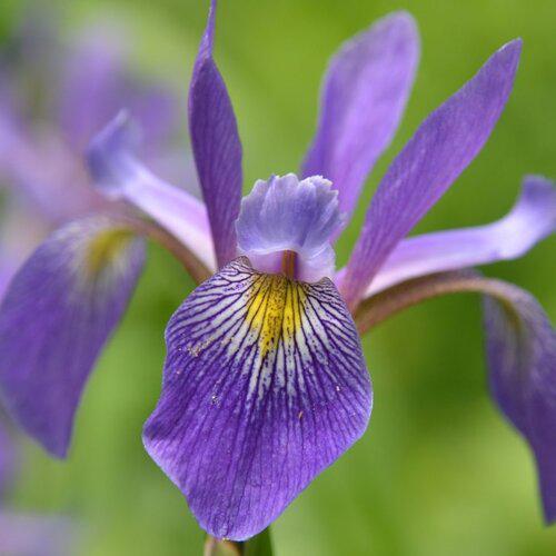 Purple Flame Blue Flag Iris (Iris versicolor) — Pollinator Perennial