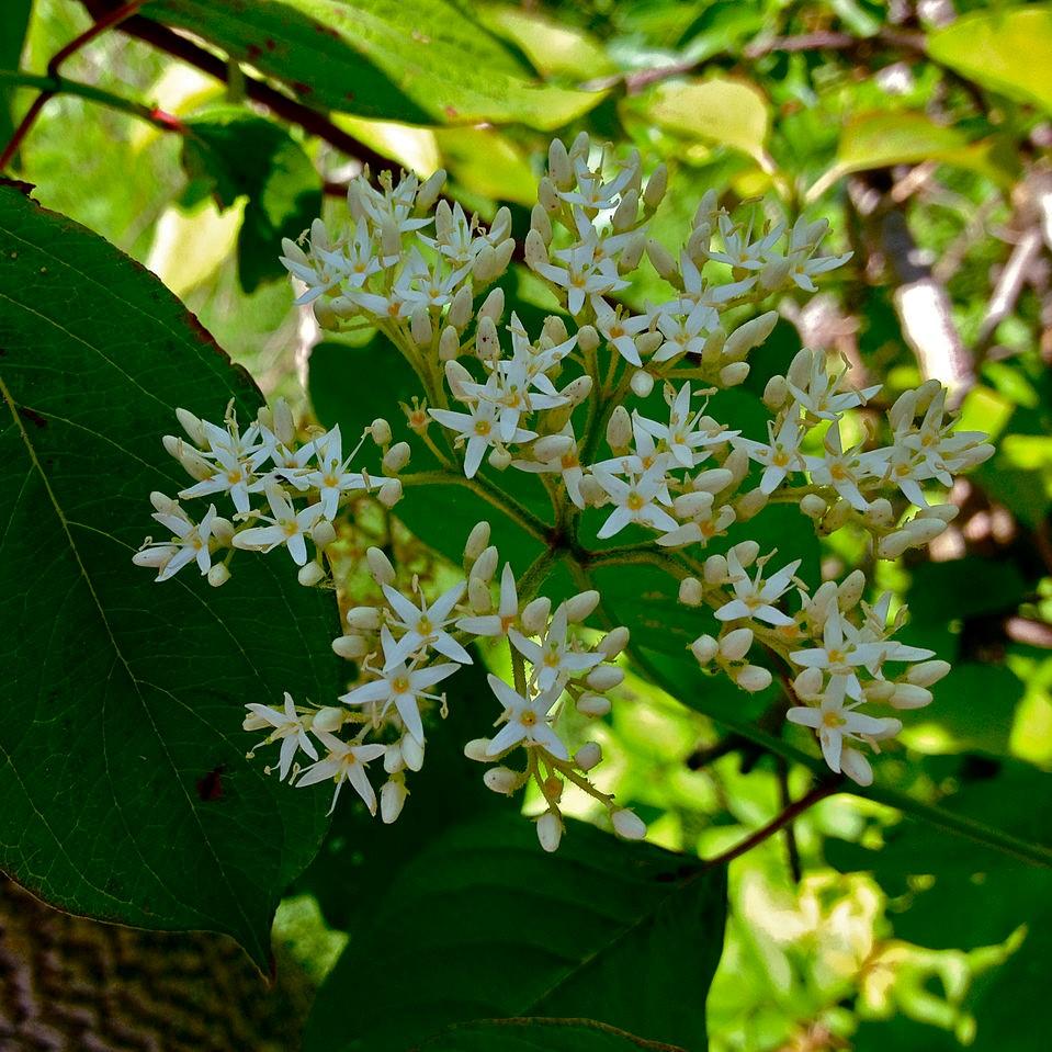 Cornus amomum  - Silky Dogwood