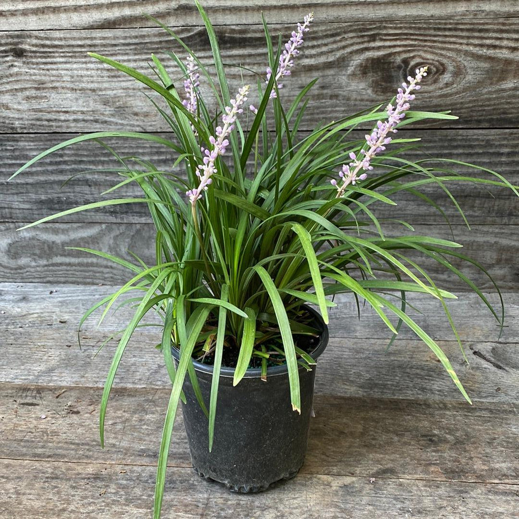 Big Blue Lily Turf (Liriope muscari) — Evergreen Groundcover Perennial