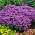 Monarda 'Leading Lady Plum' PP26,447  - PW® Leading Lady Plum Bee Balm