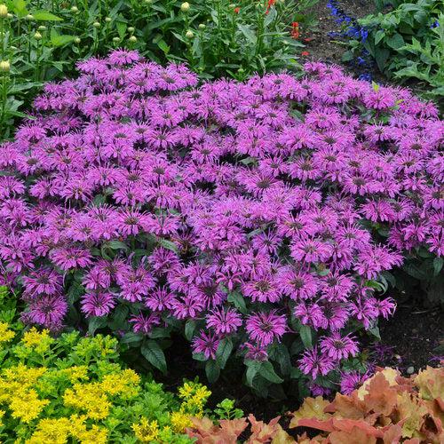 Monarda 'Leading Lady Plum' PP26,447  - PW® Leading Lady Plum Bee Balm