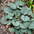 Viola walteri 'Silver Gem'  - Silver Gem Prostrate Blue Violet
