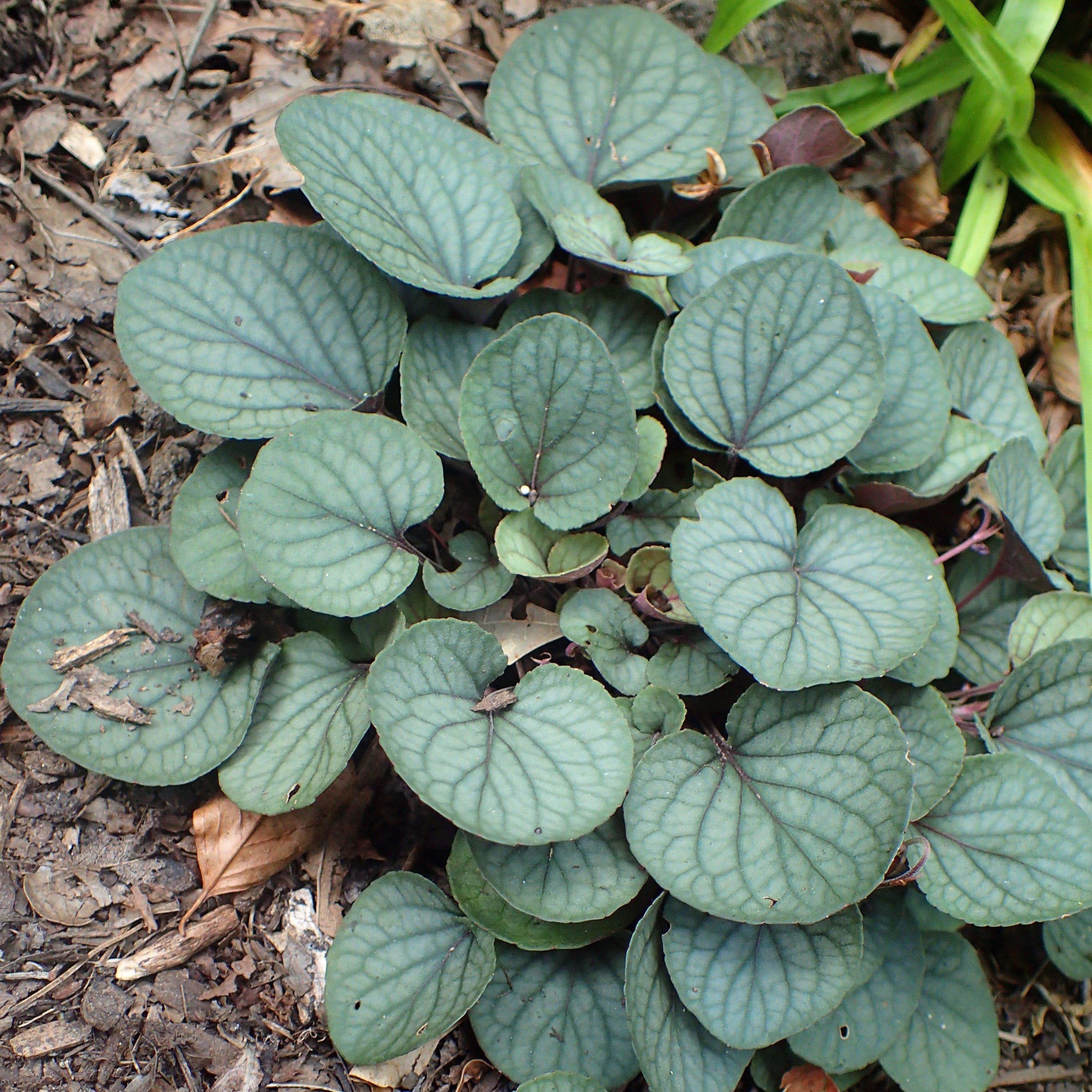 Viola walteri 'Silver Gem'  - Silver Gem Prostrate Blue Violet