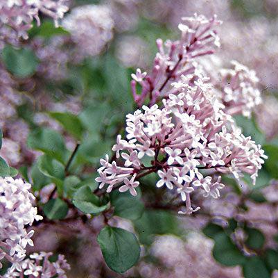 Syringa meyeri 'Palibin'  - Dwarf Korean Lilac