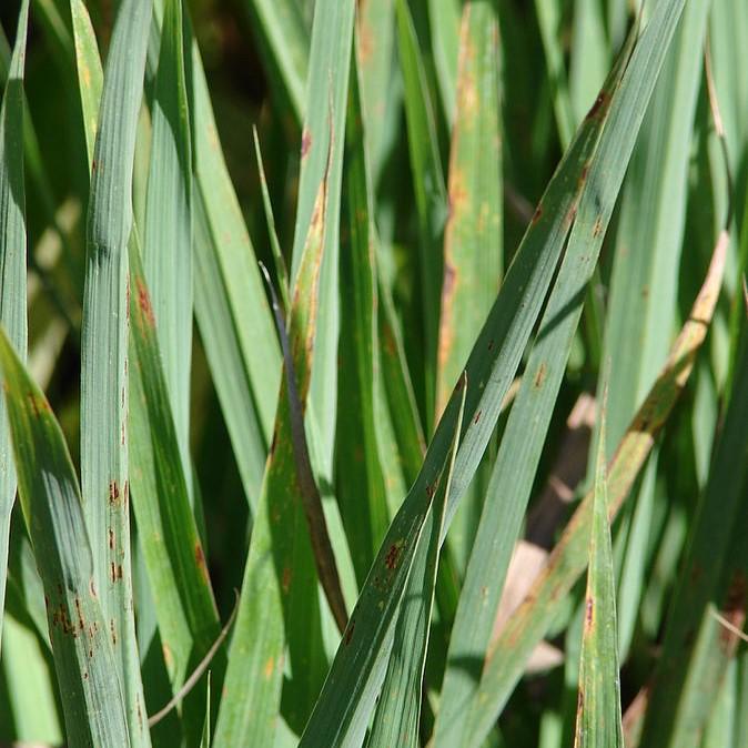Cymbopogon citratus  - Lemongrass