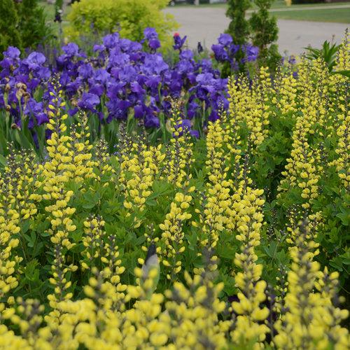Baptisia 'Lemon Meringue'  - Decadence® Lemon Meringue Baptisia