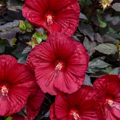 Hibiscus 'Holy Grail'  - Summerific® Holy Grail Hibiscus