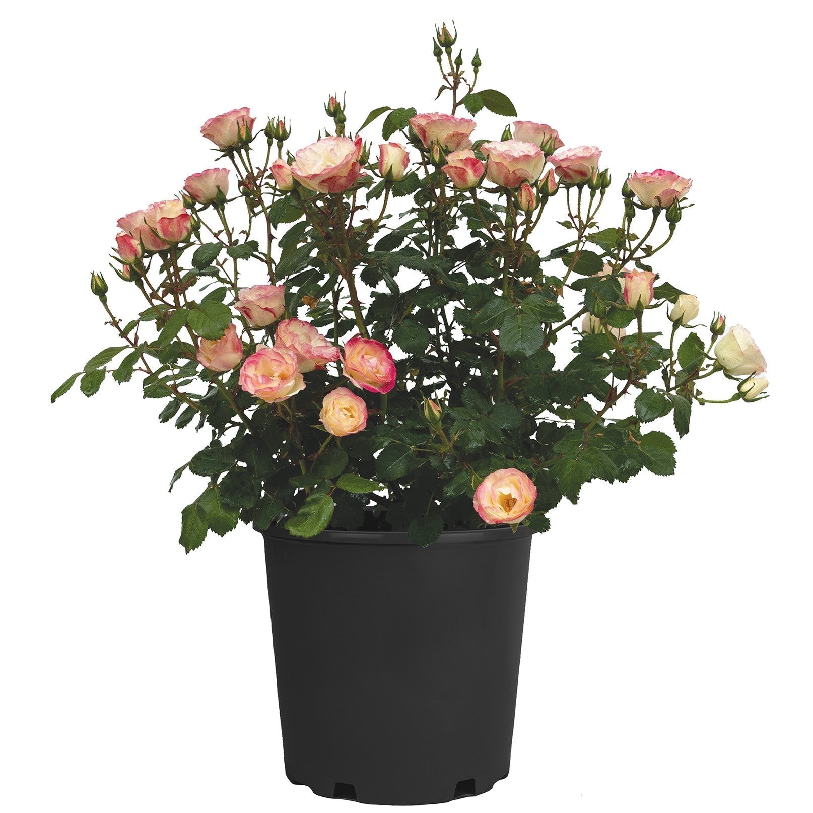 Rosa 'Radmeadow'  - Enchanted Meadow™ Rose