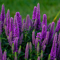 Veronica 'Purple Illusion' PP31301  - PW® Magic Show® Purple Illusion Veronica