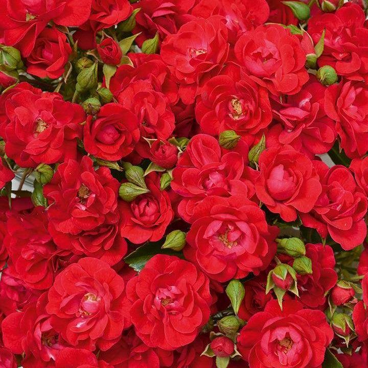 Rosa x 'Noa20059'  - Flower Carpet® Mini Cherry Rose