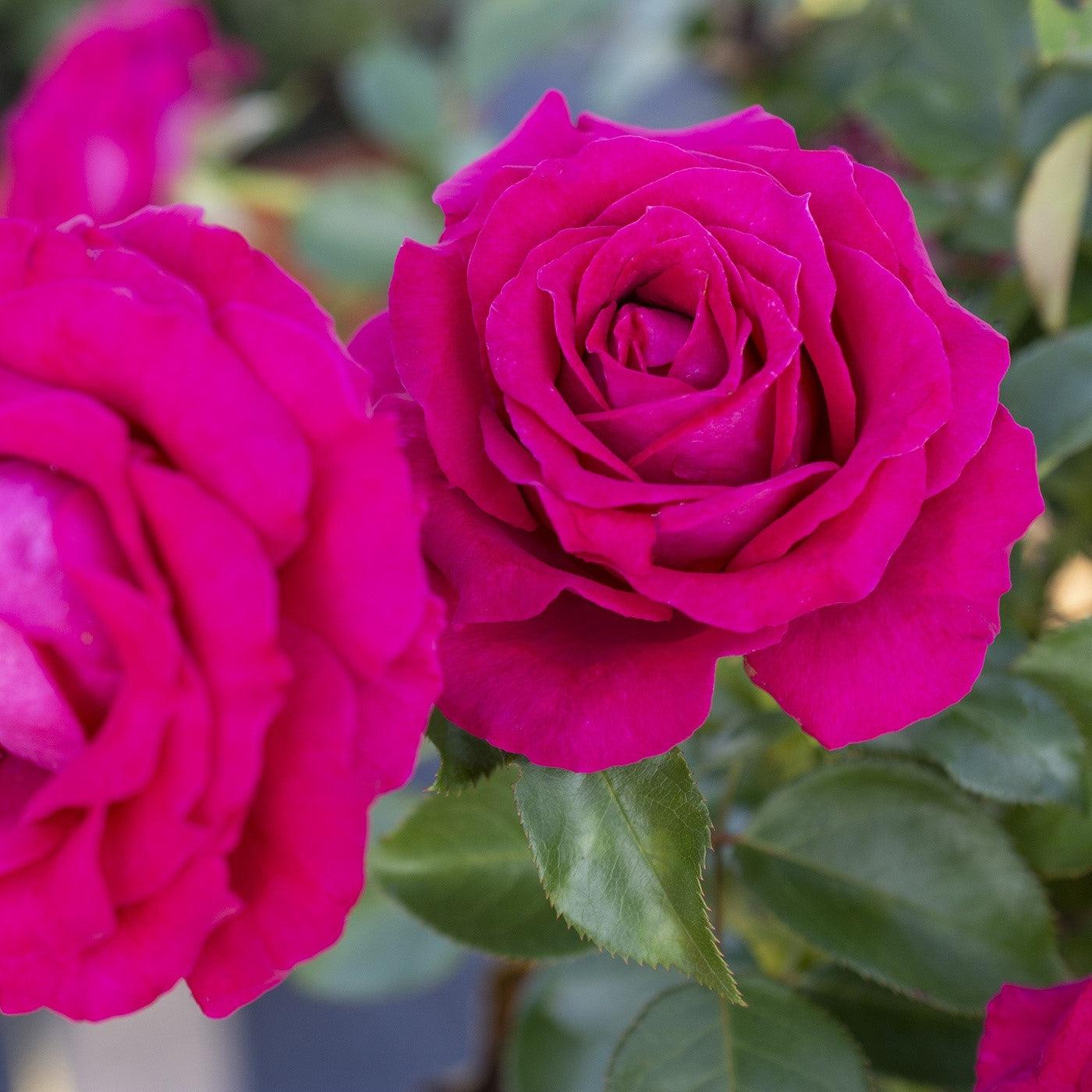 Rosa 'Meithatie' PP 30,860  - Bloomables® Sweet Spirit™ Rose