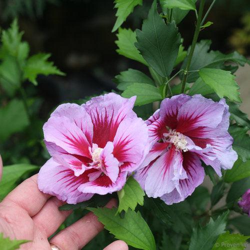 Hibiscus syriacus 'Gandini Santiago'  - Purple Pillar® Rose of Sharon