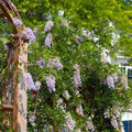 Wisteria macrostachys 'Betty Mathews'  - First Editions® Summer Cascade™ Wisteria