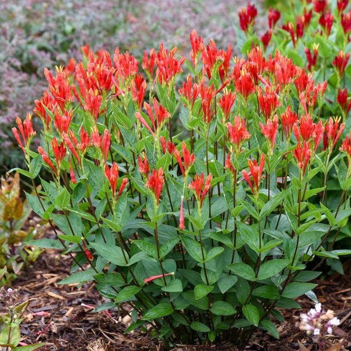Spigelia marilandica 'Orange Slices'  - Orange Slices Indian Pink