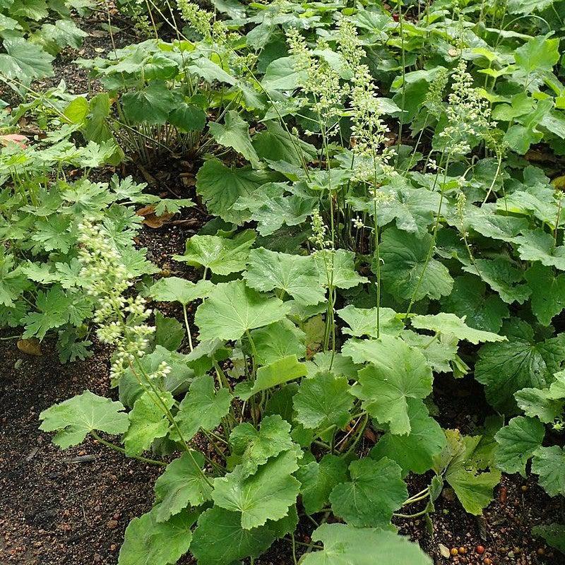 Heuchera villosa 'Autumn Bride'  - Autumn Bride Coral Bells