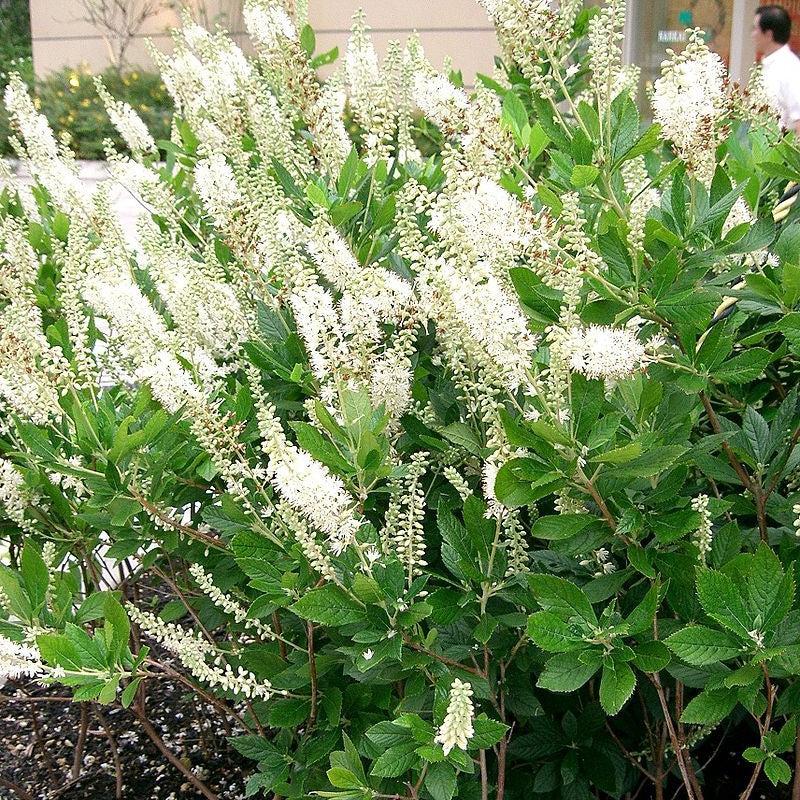 Clethra alnifolia  - Summersweet, Sweet Pepperbush