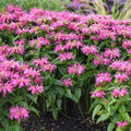 Monarda 'Leading Lady Pink' PP34,205  - PW® Leading Lady Pink Bee Balm