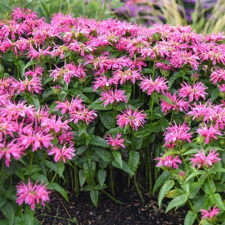 Monarda 'Leading Lady Pink' PP34,205  - PW® Leading Lady Pink Bee Balm