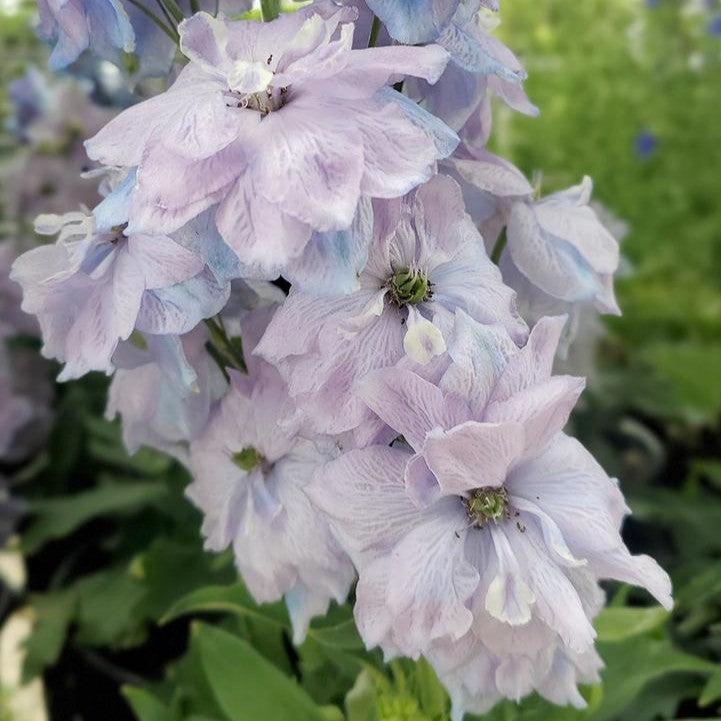 Delphinium x 'Blue Lace'  - New Millennium™ Blue Lace Delphinium