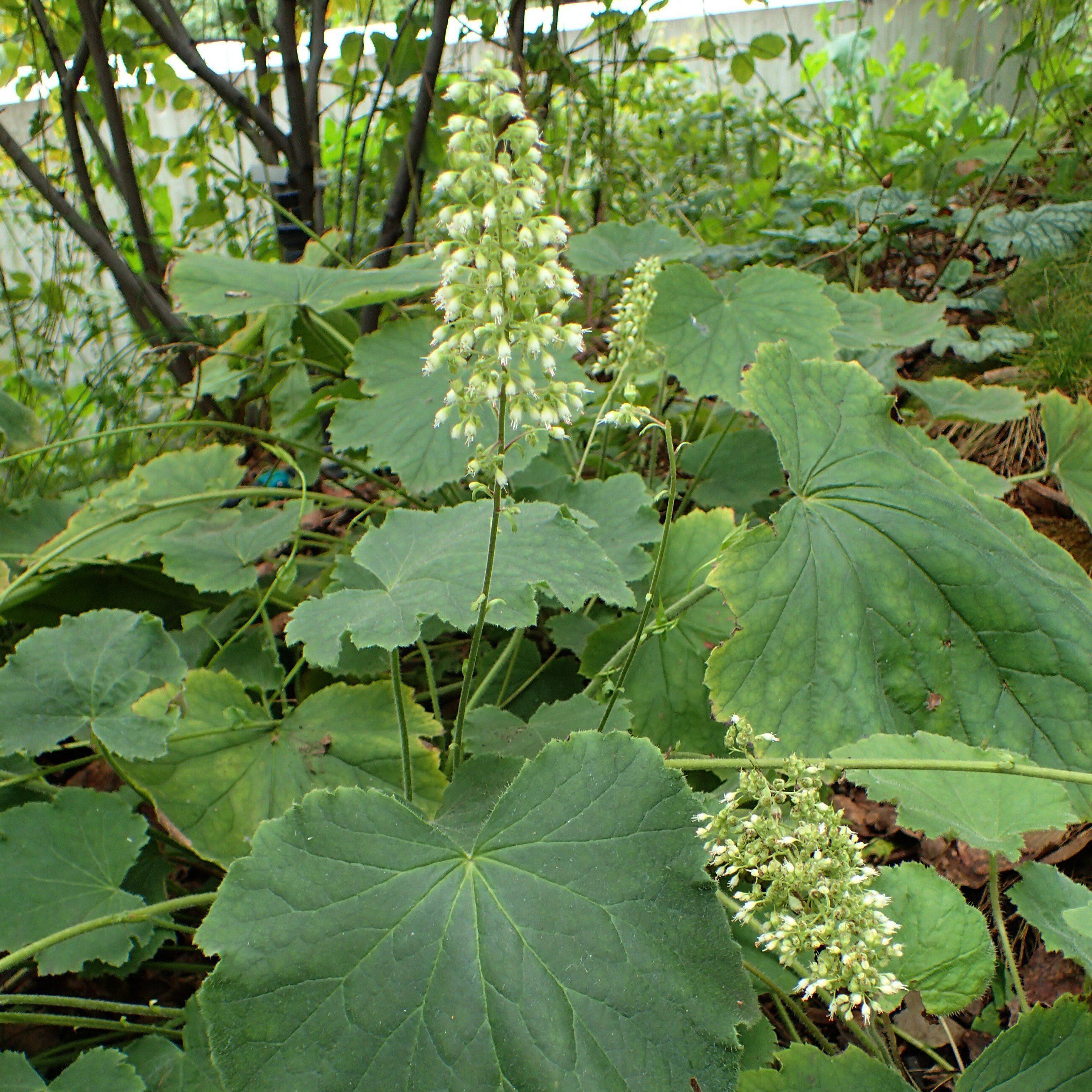 Heuchera villosa 'Autumn Bride'  - Autumn Bride Coral Bells