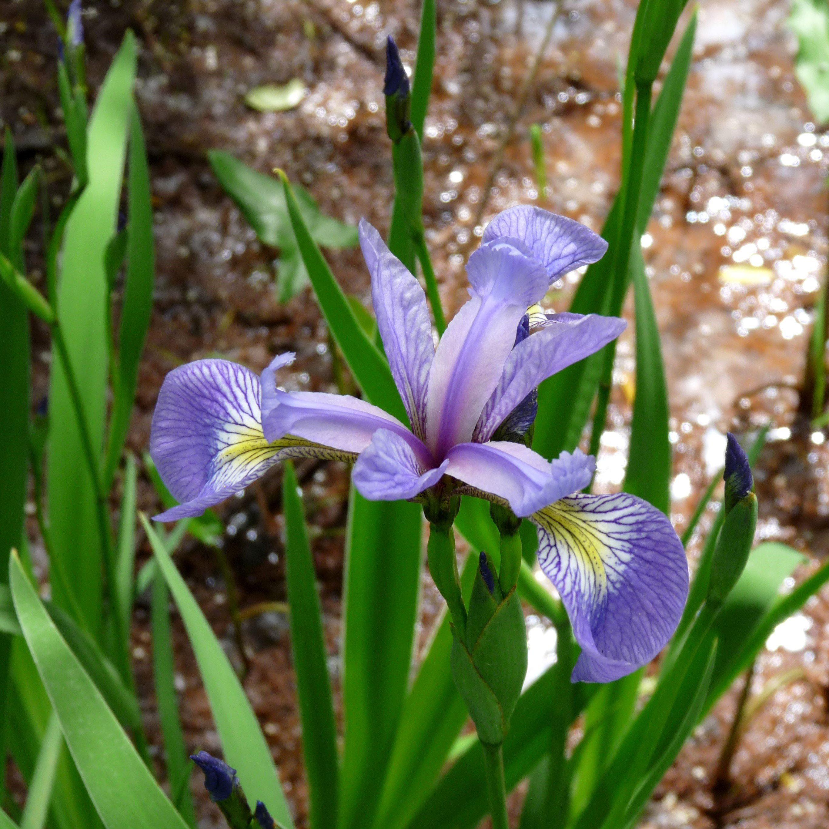 Iris versicolor  - Northern Blue Flag Iris, Harlequin Blue Flag