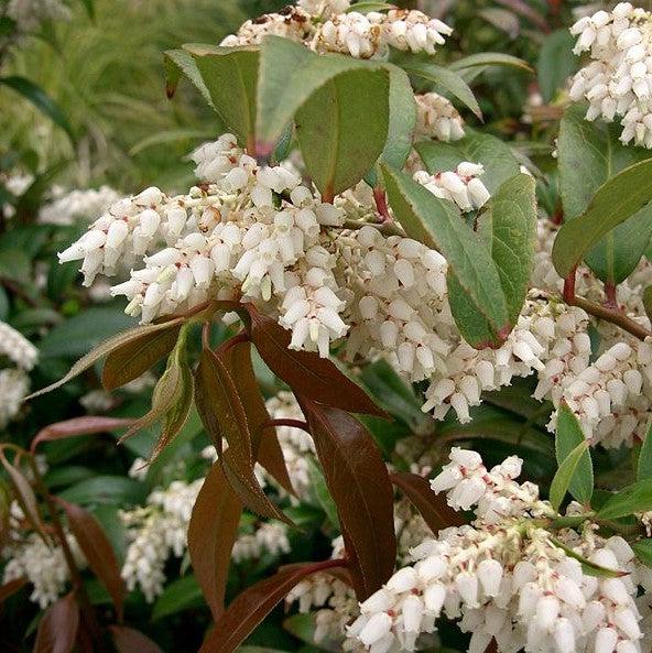 Leucothoe axillaris  - Coastal Leucothoe
