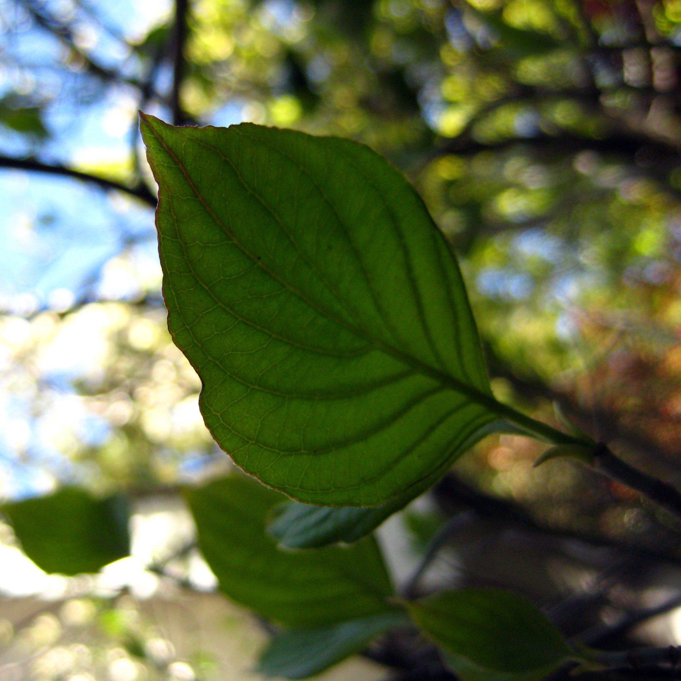 Cornus florida  - Flowering Dogwood