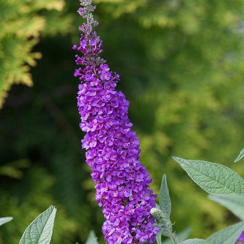 Buddleia x 'Miss Violet' PP #28,448  - Miss Violet Butterfly Bush
