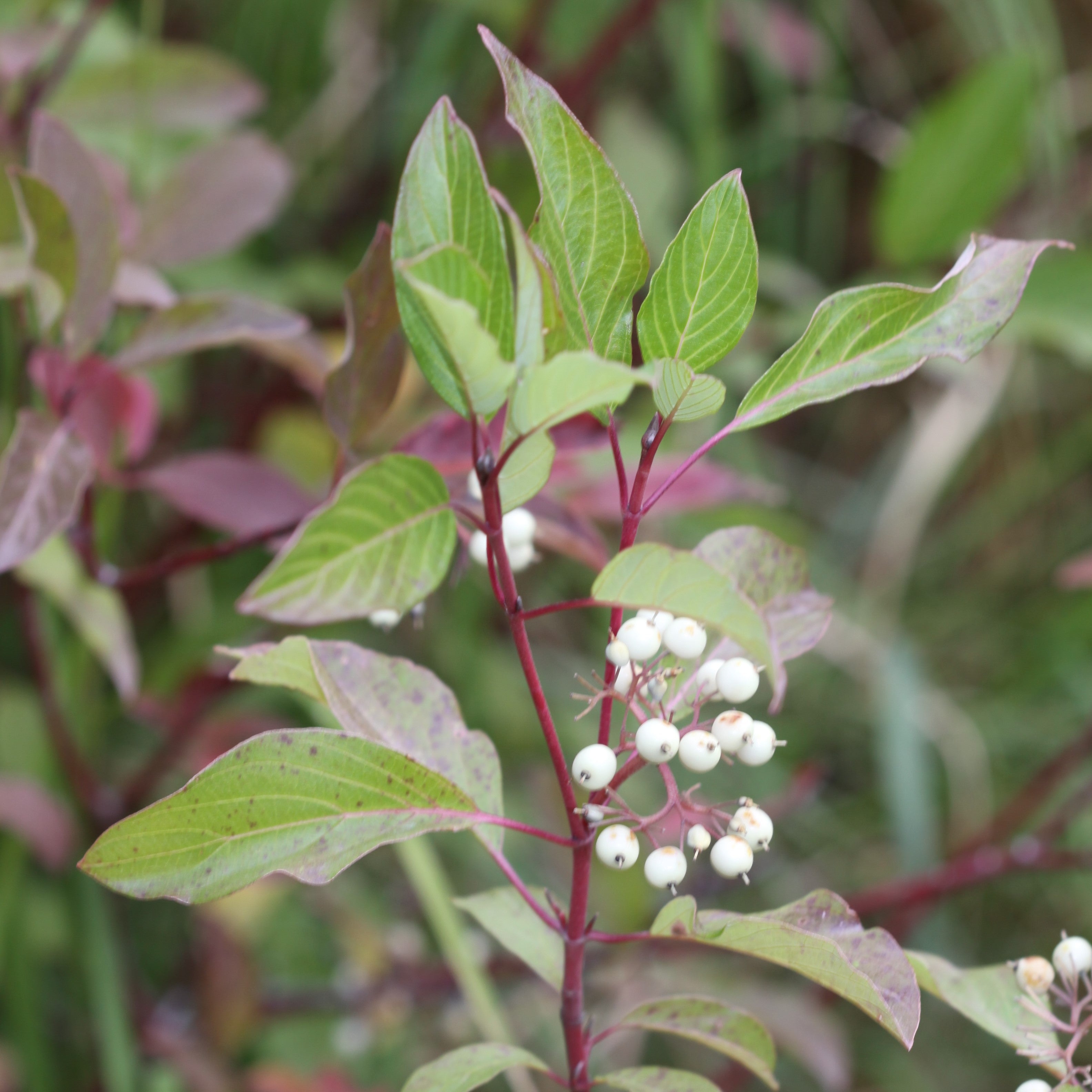 Cornus sericea 'Cardinal'  - Cardinal Dogwood