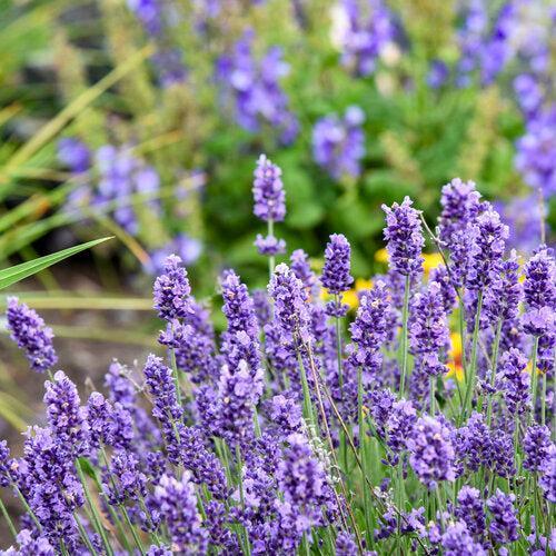 Lavandula angustifolia 'Summer Serenade'  - Summer Serenade Lavender