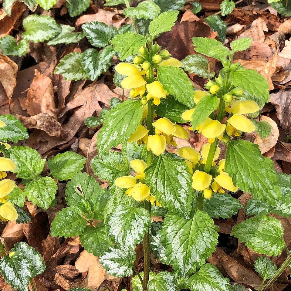 Variegated Yellow Archangel (Lamiastrum galeobdolon) — Silver Groundcover Perennial