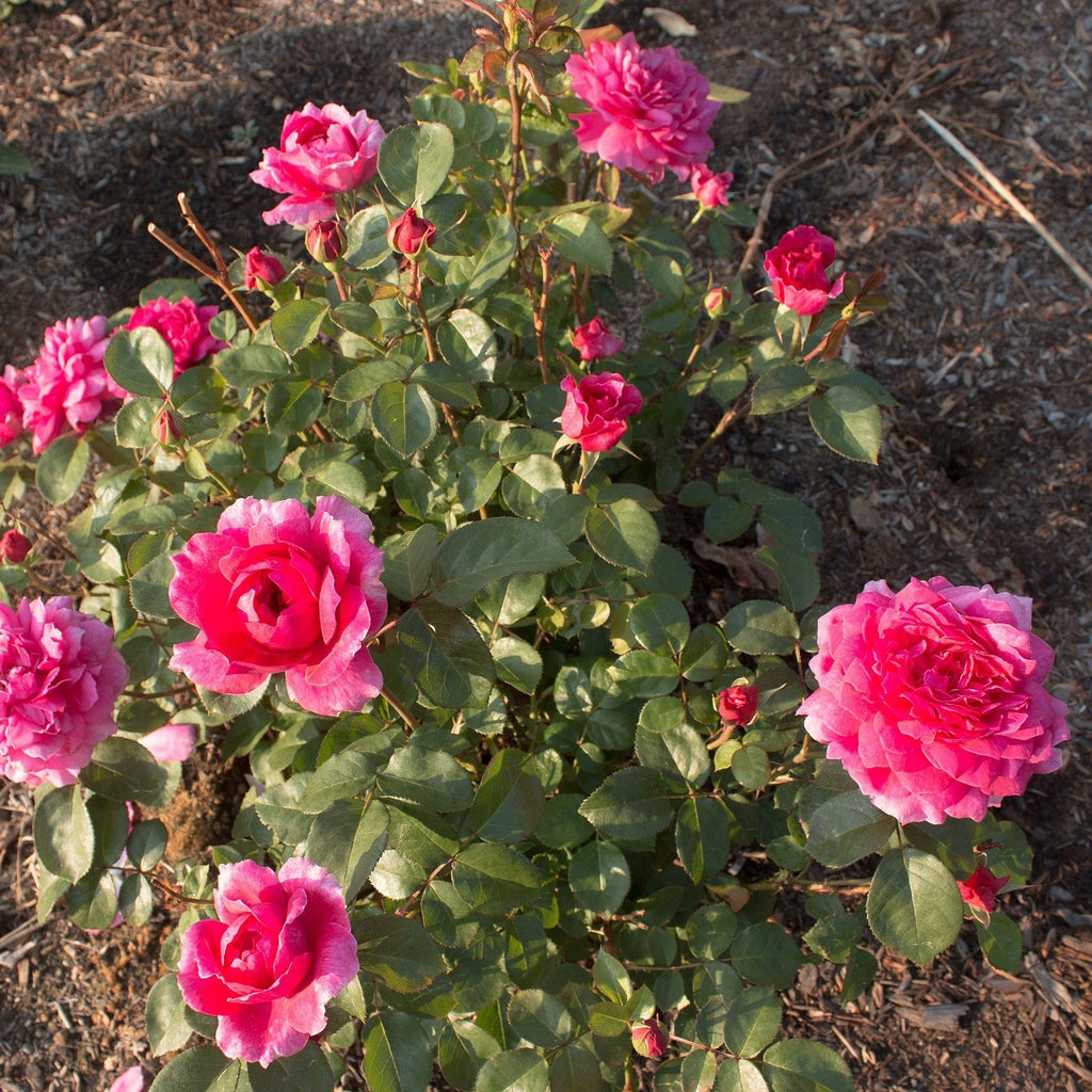 Rosa 'Auslot'  - Sophy's Rose