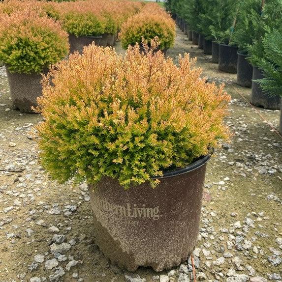 Thuja occidentalis 'Congabe' PP19,009  - Fire Chief™ Globe Arborvitae