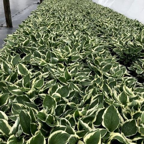 Hosta 'Patriot'  - Patriot Hosta