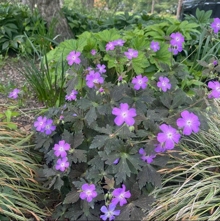 Geranium maculatum 'Dark Roast'  - Dark Roast Wild Cranesbill