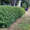 Ligustrum vulgare 'Cheyenne'  - Cheyenne European Privet